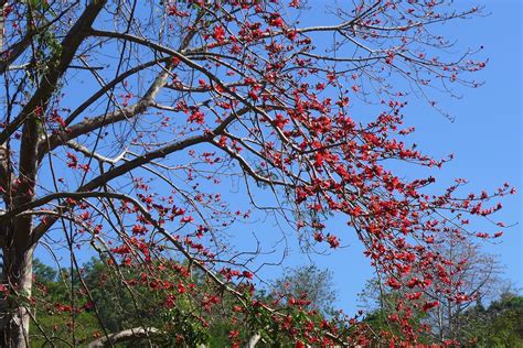 Malabulak Tree .